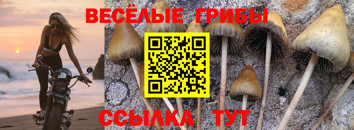 Галлюциногенные грибы Psilocybe Комсомольск-на-Амуре
